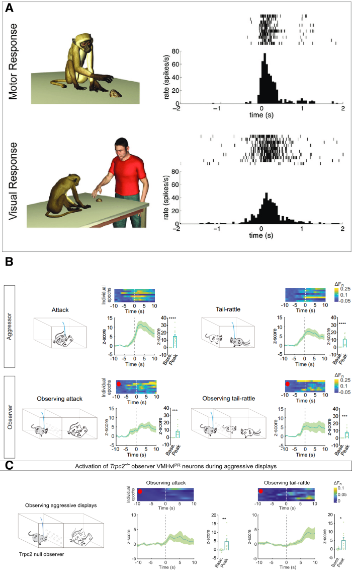 mirror_neurons_VMHvl_1