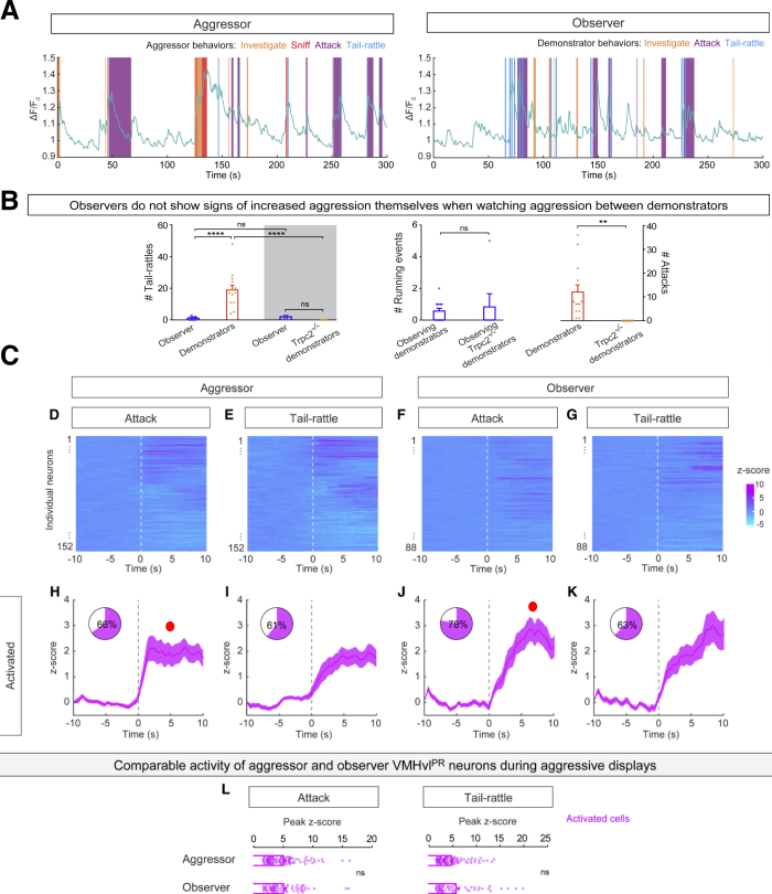 mirror_neurons_VMHvl_2